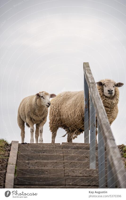 Sheep on a staircase Lamb little lamb domestic Pelt Lamb's wool out Nature Dike Dike maintenance Close-up telephoto Suction sludge wildlife animal kingdom