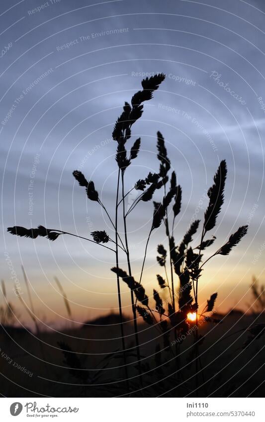 evening mood Nature Summer Summer evening evening light romantic closeness to nature Sunset grasses Sky