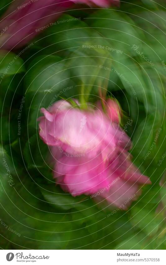 deliberate camera movement Rose Nature Flower Blossom Rose blossom Summer Romance Plant Garden Rose leaves Colour photo Exterior shot Close-up Rose plants ICM