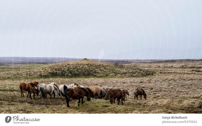 I can buy myself horses...lalala...Crap, now I have an earworm Horse Iceland Herd Winter pelt Foal Mammal Mane mare Hay iceland trip Meadow Nature Willow tree