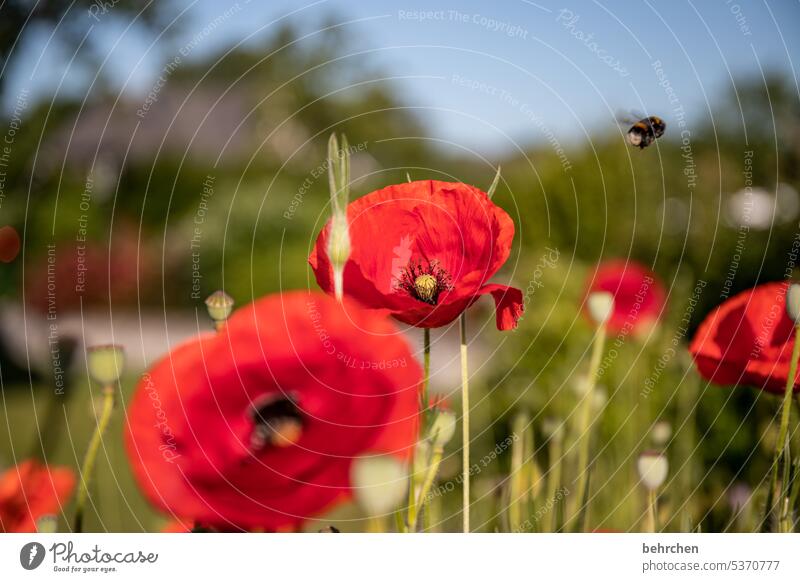 Summ Summ Summ Summery Colour photo Wild plant Environment Deserted Blossom leave Agricultural crop pretty Meadow Close-up Exterior shot Red Plant Nature