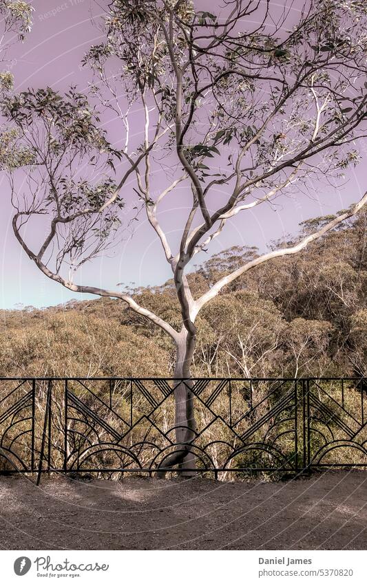 Eucalyptus behind Art Deco fence Eucalyptus tree Forest Nature Exterior shot Fence Railing Art deco blue mountains leura Plant Tree eucalyptus Landscape