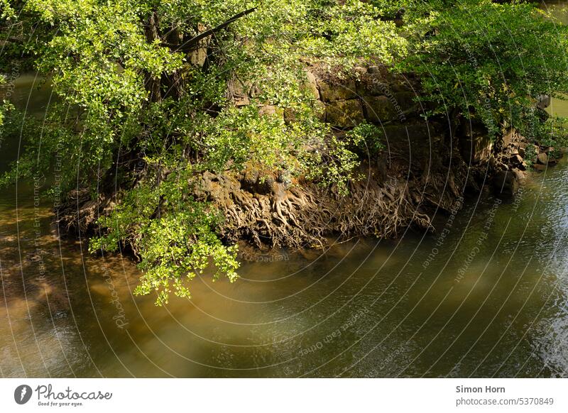 Shore from roots in an inland water body Water Inland waters Island bank Root work Landscape idyllically Idyll Nature silent tranquillity in flux