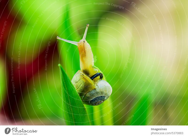 Snail on a green leaf with snail droppings. Cepaea nemoralis. Grove snail or brown lipped snail without dark banding, close up. Animal animal world ribbon screw