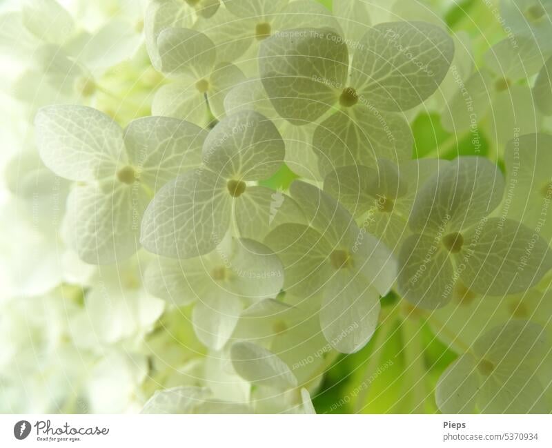 White ball hydrangea flowers Hydrangea blossom Garden innocence Purity Diminutive floral texture Elegant shrub Ease Delicate floral background