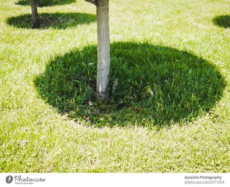 Close up view of round three chadows on the lawn. agriculture art background beautiful beauty bright calmness color countryside creative dark daylight