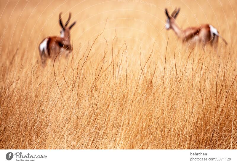 two from behind Antelope etosha national park Springbok Etosha Etosha pan Wild animal Fantastic Exceptional Animal portrait Free Wilderness Namibia Safari