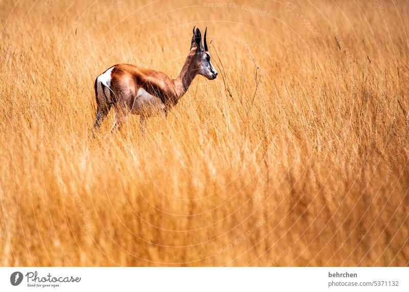 Last Man Standing Love of animals Animal protection aridity Savannah Grass Impressive especially Landscape Vacation & Travel Nature Freedom Adventure