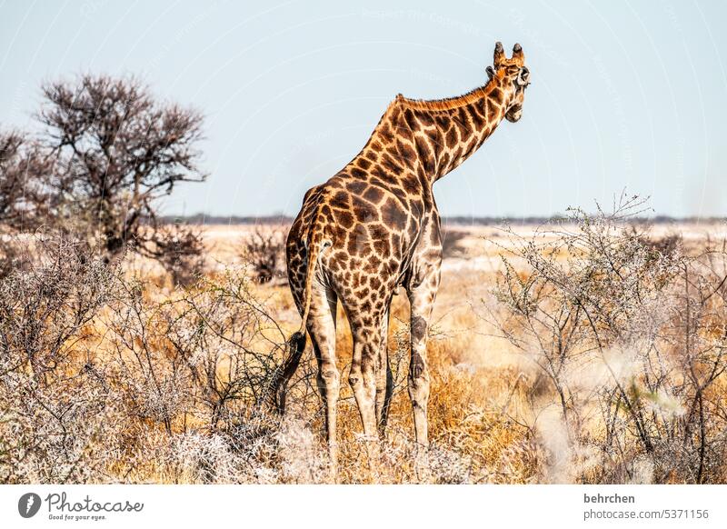 I'm gonna go. Free travel Animal Animal portrait Wilderness Fantastic Wild animal Love of animals Animal protection Giraffe Exceptional Safari Environment