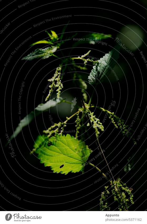 Stinging nettle (Urtica dioica) in the morning light Urticaceae nettle plant Plant Leaf Back-light morning sun Low-key Herbacious herbaceous Nettle herb