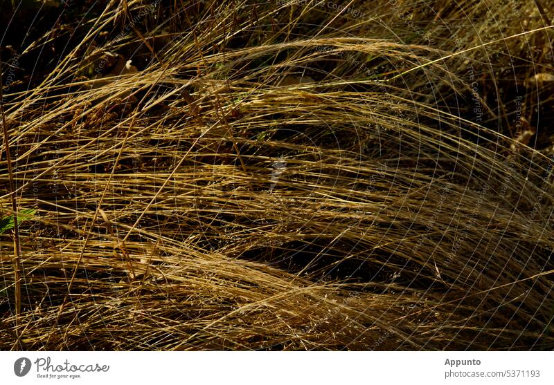 Fresh hay Hay Hay harvest Grass arched sunny Hay fever make hay Hay feed Light Sun Pattern details Golden yellow Mature Sunlight shine Glittering warm Summer