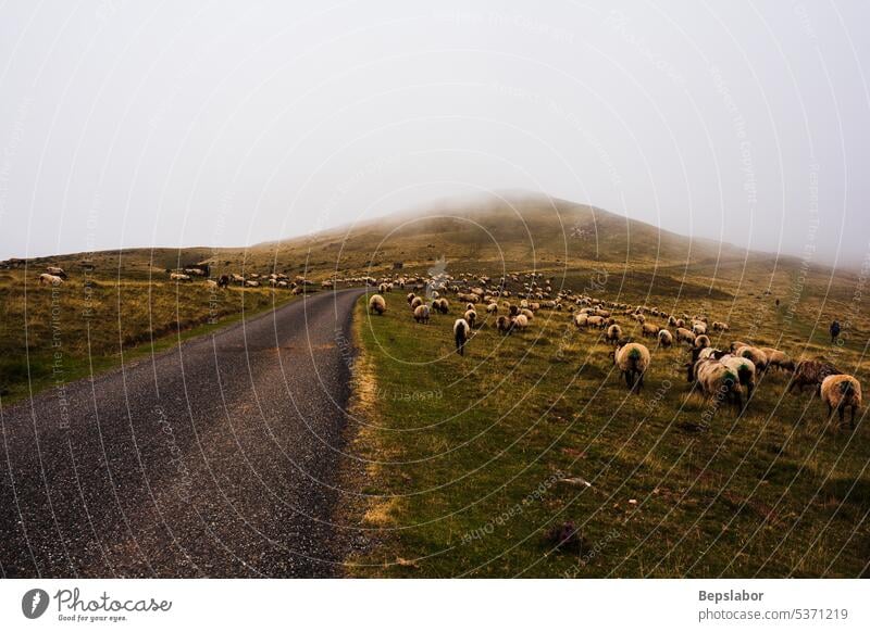 Flock of sheep grazing next to the path of the Camino de Santiago goats animal nature fog mist pasture road grass farming misty flock foggy herd rural field