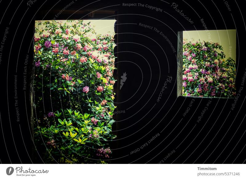 Rhododendrons behind the log cabin Rhododendrom rhododendron flowers Green Pink Dull somber warm Log cabin Entrance Window Nature Plant Dark Light and shadow