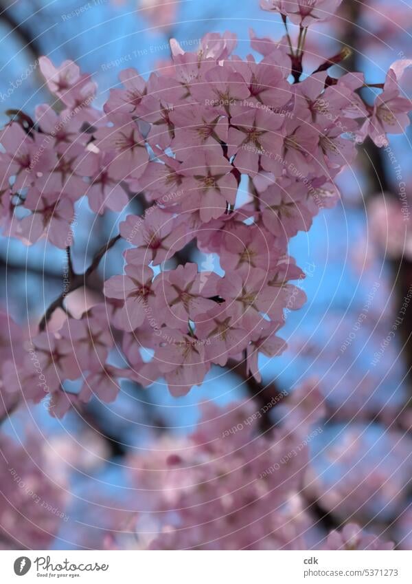 Frog perspective | cherry blossoms against blue sky | wonderfully spring-like. Cherry blossom Blossoming Flower Spring Nature Pink Plant Cherry tree naturally