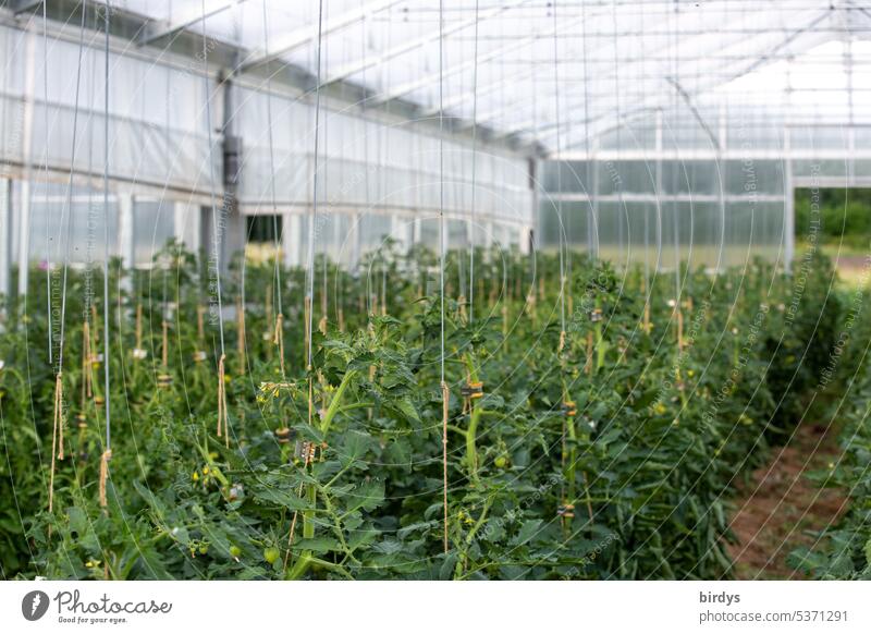 Tomato plants in a greenhouse, organic farm tomatoes Greenhouse Growth Market garden Organic farming Organic produce Vegetable Nutrition tomato plants