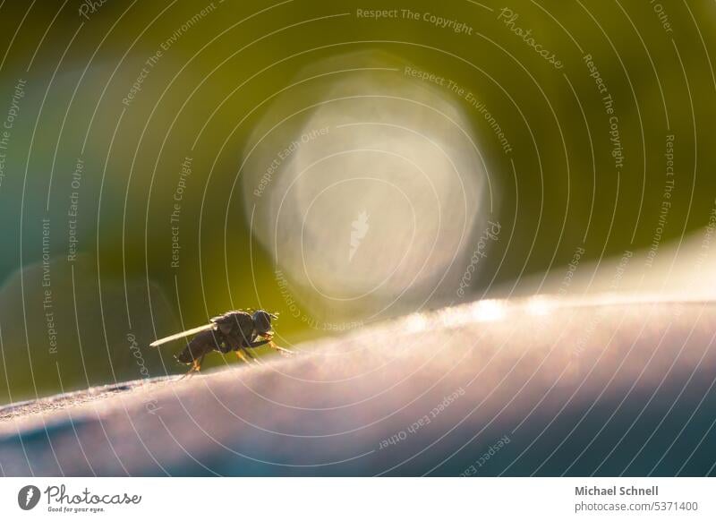 bow tie Fly Insect Macro (Extreme close-up) Close-up Animal Grand piano Shallow depth of field Back-light Flying rest