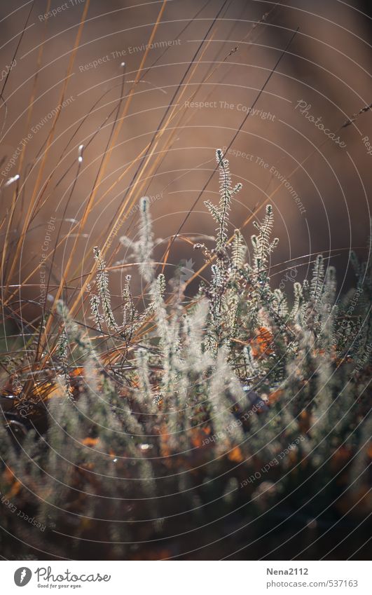 Plant in morning light Environment Nature Earth Summer Autumn Beautiful weather Bushes Meadow Brown Heathland Heather family Nature reserve Fragile Colour photo