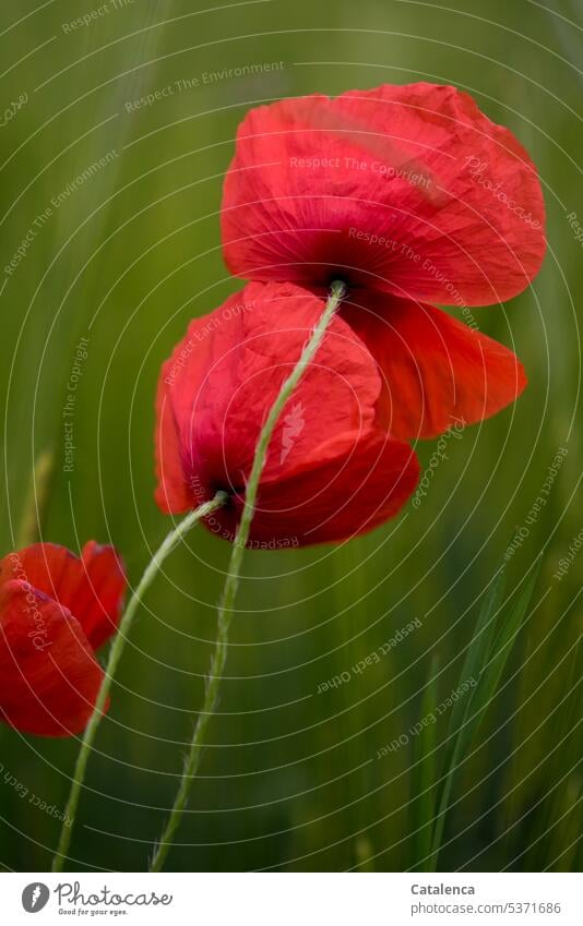 Monday Poppy daylight Day Meadow Grass blossom Blossom Garden Flower Plant flora fade Nature petals Corn poppy Green Red