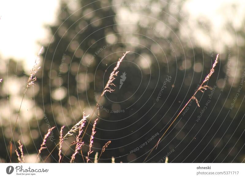 Grasses in summer with bokeh in background grasses Summer Exterior shot Plant Colour photo Shallow depth of field blurriness Wild plant Environment Nature