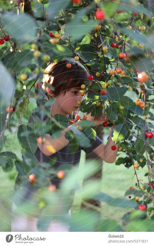 Child under the cherry tree part II cherries Cherry tree Infancy Vegan diet Healthy Eating Lifestyles Organic produce Red Food photograph Fresh Nutrition