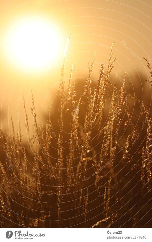 Gold shining grasses part II bright yellow bright orange golden hour Evening Evening sun Sunset evening mood Colour photo Exterior shot Sunlight Deserted Nature