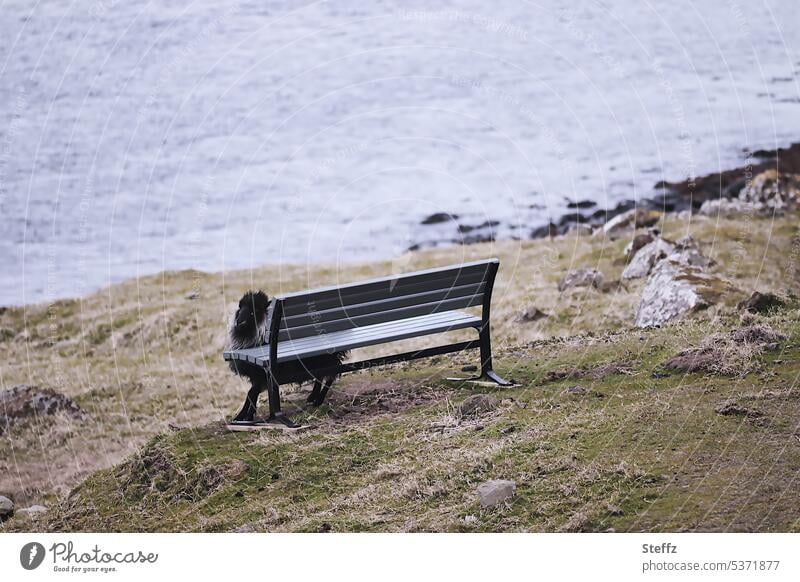 a sheep and a bench on the Faroe Island of Streymoy Sheep Islands färöer Faroe Sheep Vantage point Faroe Islands seat Seating Black sheep bank Atlantic coast