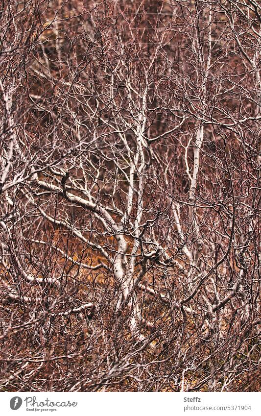 small bushy dwarf birch trees in Iceland Moor birch birches Bushy Branched afforestation Bush size Growth Icelandic vegetation iceland trip unusual differently