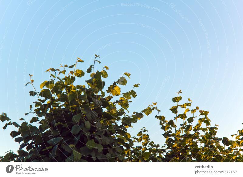 Hazelnut bushes Evening Branch Tree Relaxation awakening holidays Garden Hedge Sky allotment Garden allotments Deserted neighbourhood Nature Plant tranquillity