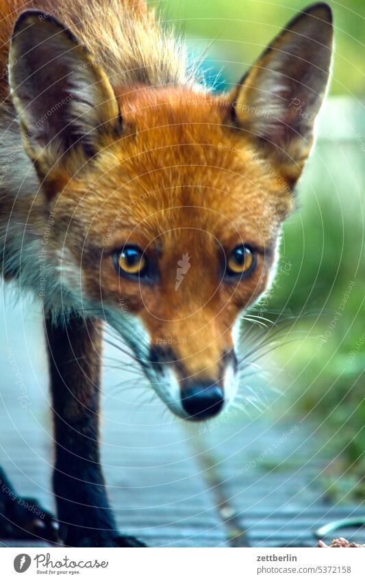 fox Animal Wild Wild animal Fox young fox portrait animal portrait Eye contact eye contact see look attention Face Pelt ears Frontal encounter Park Garden