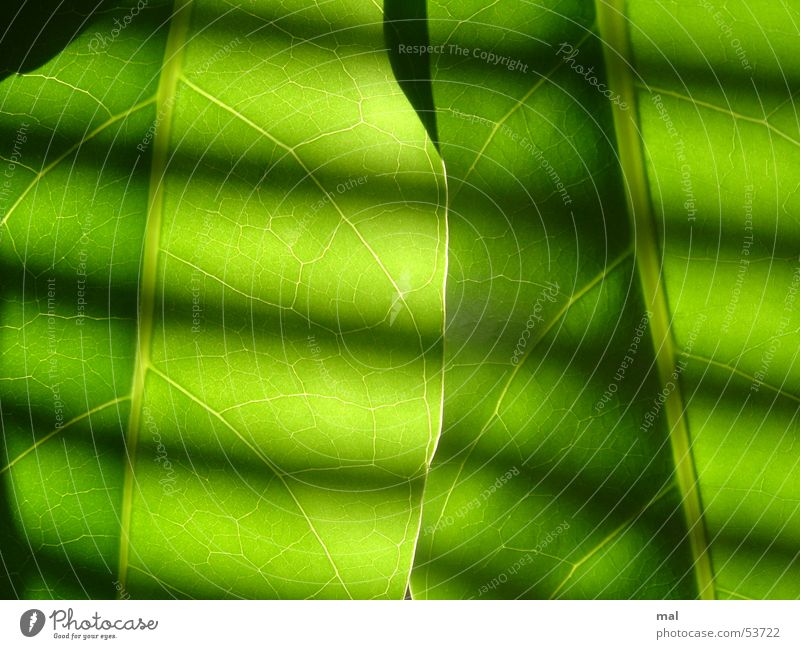 green leaves Leaf Plant Vessel 2 Similar Green Monochrome Force Stripe Venetian blinds Light Back-light Symmetry Rhythm Dark Calm Superimposed Multilayered