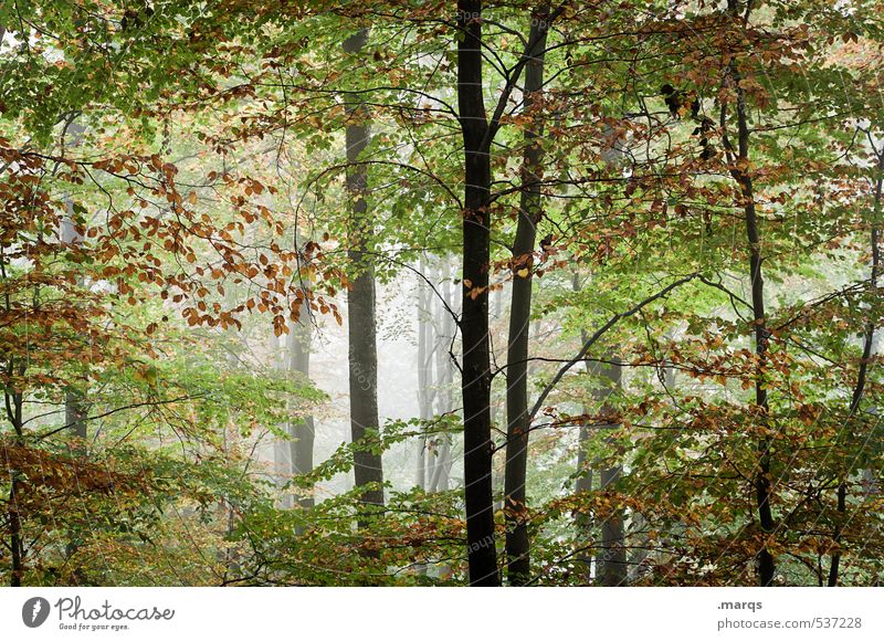 fresh air Trip Environment Nature Landscape Summer Autumn Fog Forest Deciduous forest Leaf Fresh Beautiful Life Healthy Colour photo Exterior shot Deserted