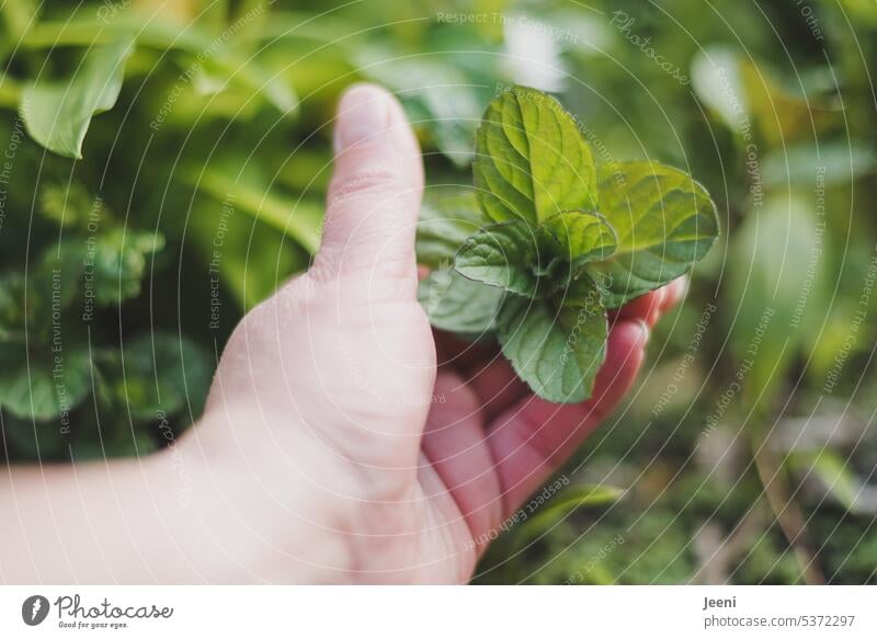 Fresh basil mint Green Healthy Mint peppermint Plant Leaf Garden naturally Herbs and spices flavor freshness medicine Harvest Hand Delicious Basil Nutrition