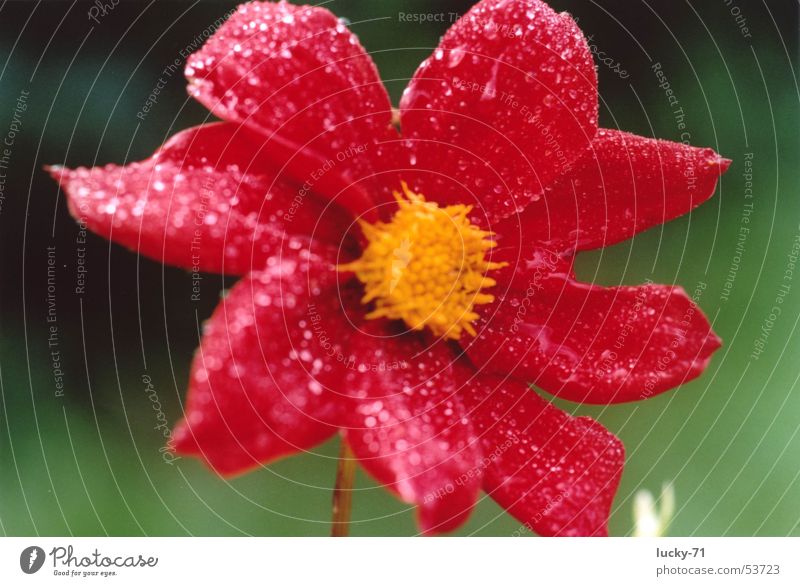 red Flower Red Dew Macro (Extreme close-up) Nature plants