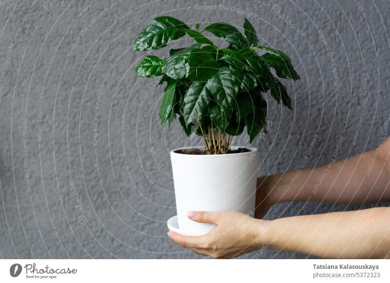 A woman holds a pot with a growing young coffee tree grown at home in her home garden Woman Holds Pot Growing Young Coffee tree Grown at home Home garden