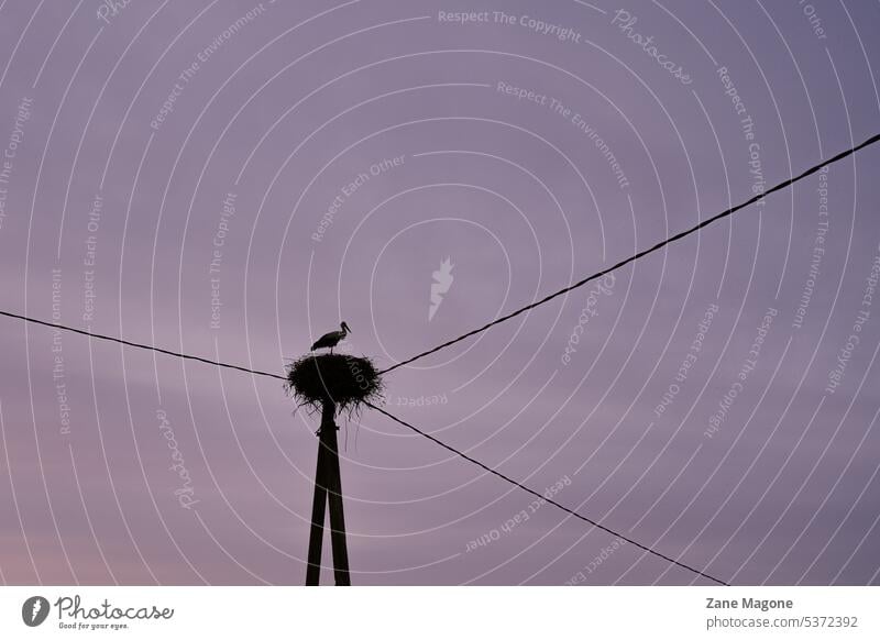 Stork in a nest on an Utility pole stork White Stork Sky Animal Wild animal Bird Nest Exterior shot Nature Deserted sunset Electricity Electricity pylon ecology