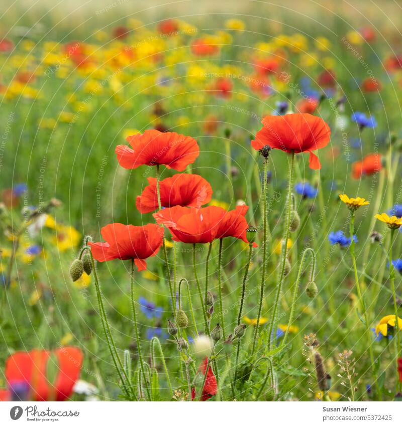 Flower meadow with poppies, cornflowers and yellow flowers variegated motley Flowering plant colourful Multicoloured Blue Green Yellow Red Exterior shot