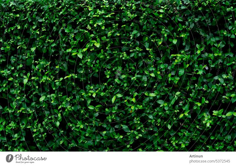 Closeup evergreen hedge plants. Small green leaves in hedge wall texture background. Eco evergreen hedge wall. Ornamental plant in backyard garden. Many leaves reduce dust in air. Natural backdrop.