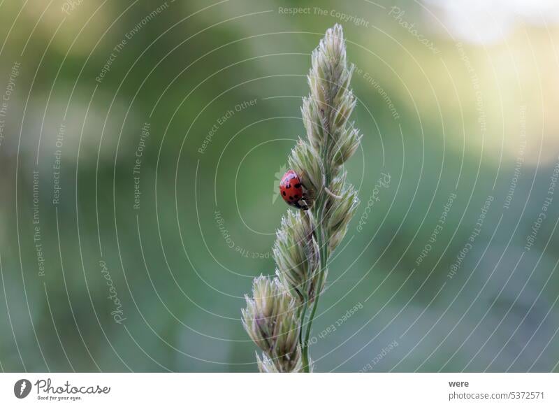 Close up of ladybug sitting on grass flower panicle in forest Beetle Coccinellidae animal aphid beneficial insect biodiversity copy space cute