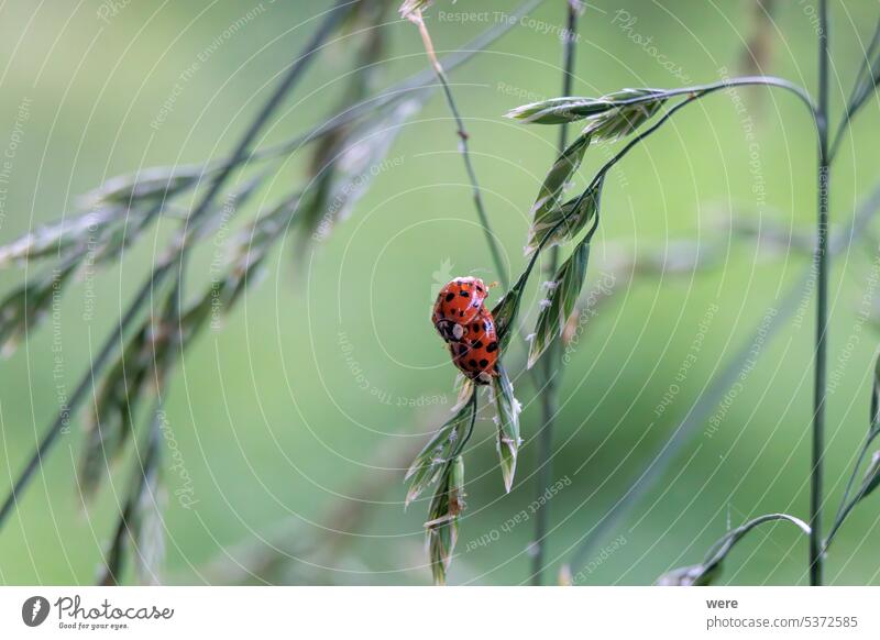 Close up of ladybug sitting on grass flower panicle in forest Beetle Coccinellidae animal aphid beneficial insect biodiversity copy space cute