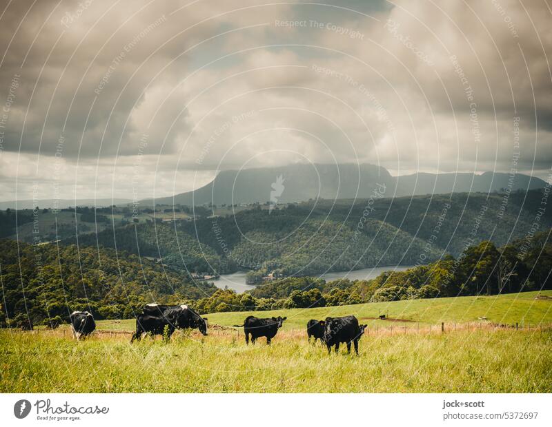 Cattle grazing on a plateau Nature Animal Pastureland Panorama (View) Mountain Clouds Farm animal Landscape Tasmania Australia Sky Meadow Environment