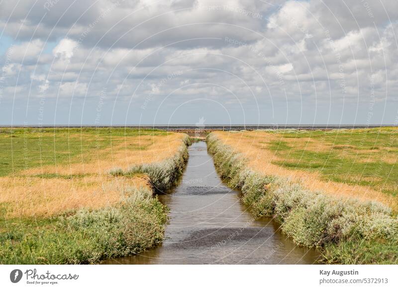 On the Wadden Sea Tideways in the fields ackergraben on the priel Mud flats salt marshes watercourses in the mudflats Fence Saltmilk recess plant world meadows