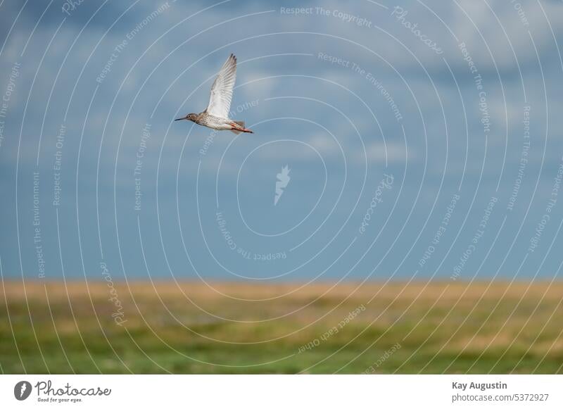 Redshank in flight Redshank in flight on the Wadden Sea Tringa tetanus Redshank startled Snipe birds Scolopacidae breeding bird waderbird Plover-like