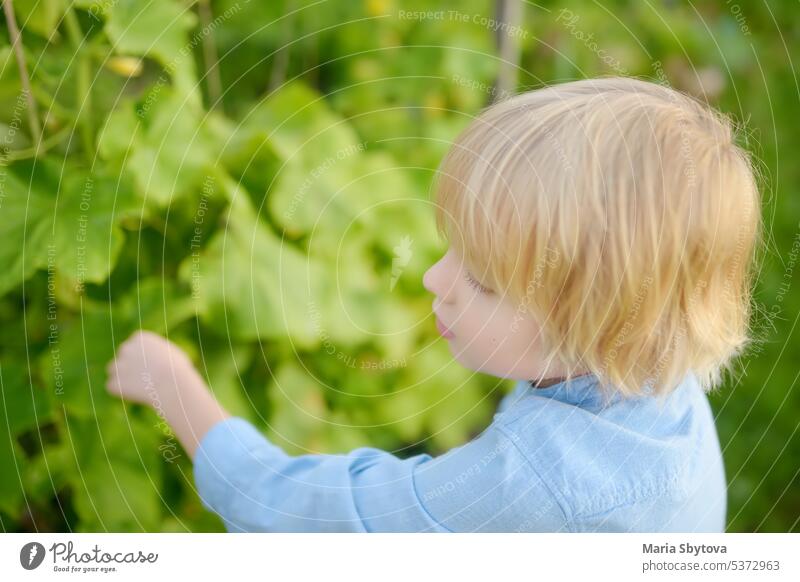 Little child is in kitchen garden. Raised garden beds with plants in vegetable community garden. Boy is watching veggies plants. Lessons of gardening for kids. Baby helps with gardening