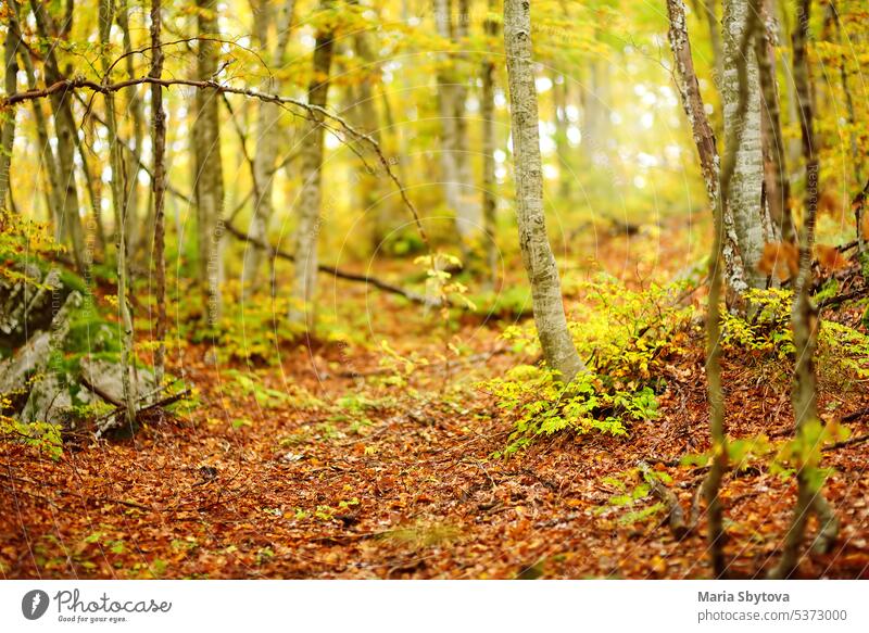 Scenic view of the forest in Lovchen National Park on autumn day. Tourism and travel.Hiking. background fall landscape idyllic nature woodland mountains