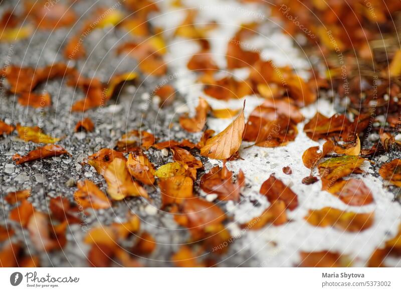 Fallen leaves lie on the desert road on autumn day way foliage season asphalt path gold leaf orange fallen leaves November October close up close-up foreground