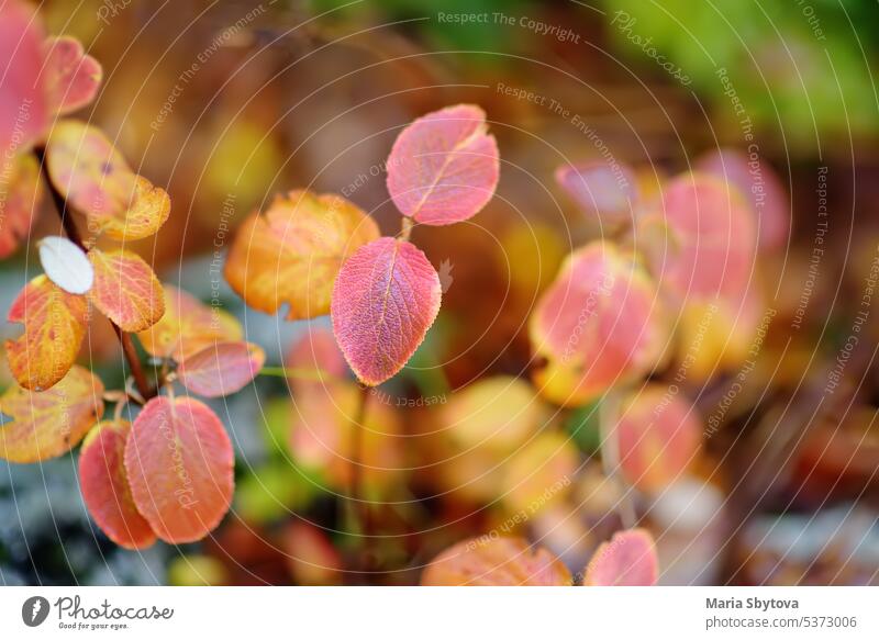 A small picturesque bush of yellow and red on the mountains of Lovcen National Park, Montenegro, on an autumn day. branch foliage orange forest nature fall