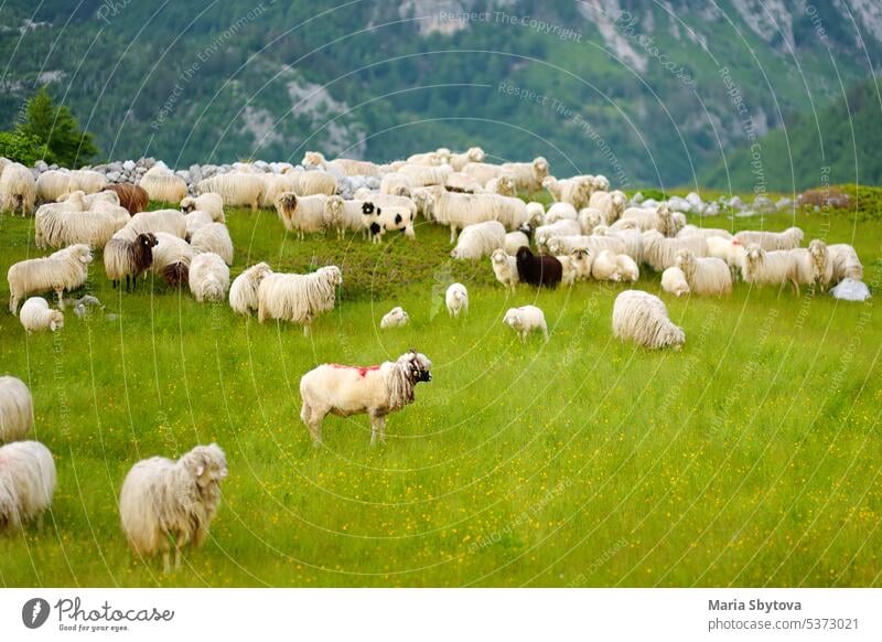 Flock of sheep with red marks on backs are grazing on pasture in a mountain valley. Wool and food production. Growing livestock is a traditional direction of agriculture.