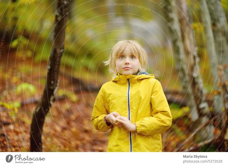 Elementary school boy walks in the forest on an autumn day. An inquisitive boy exploring nature. Tourism and travel for family with kids. child surprised fall