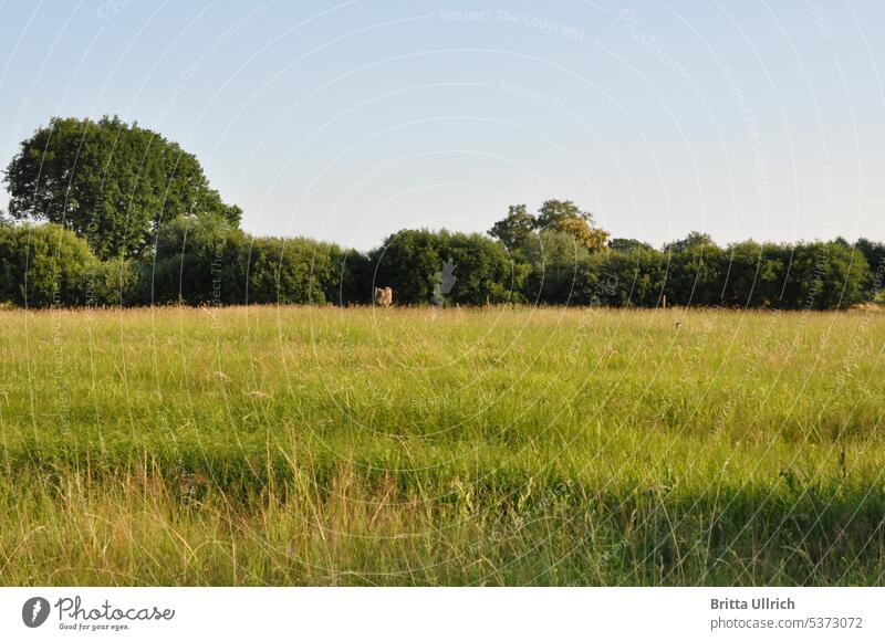 Green meadow with forest in background meadow lawn grass Lawn Meadow Grass Nature Exterior shot Blue Sky Clouds Summer Spring Sun Freedom Tree