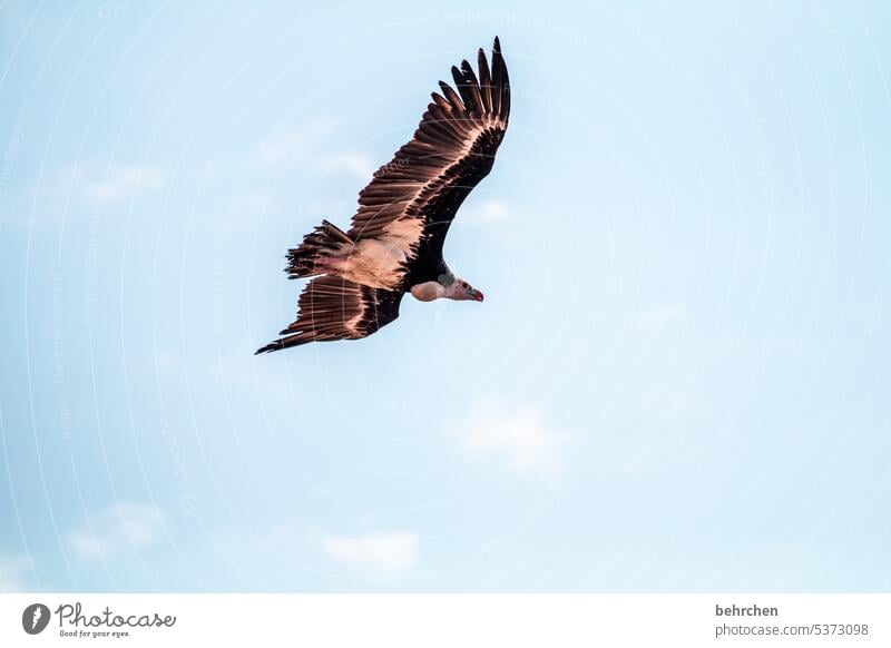 geiermeier Close-up Exotic Span bird of prey Scavenger Vulture Grand piano Feather Animal portrait Nature feathers Flying Bird especially Freedom Sky Fantastic